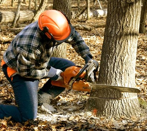 Tree Removal in Cooksville, IL
